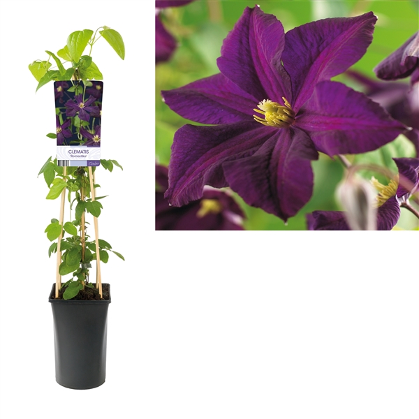 <h4>Clematis 'Romantika'+light label</h4>
