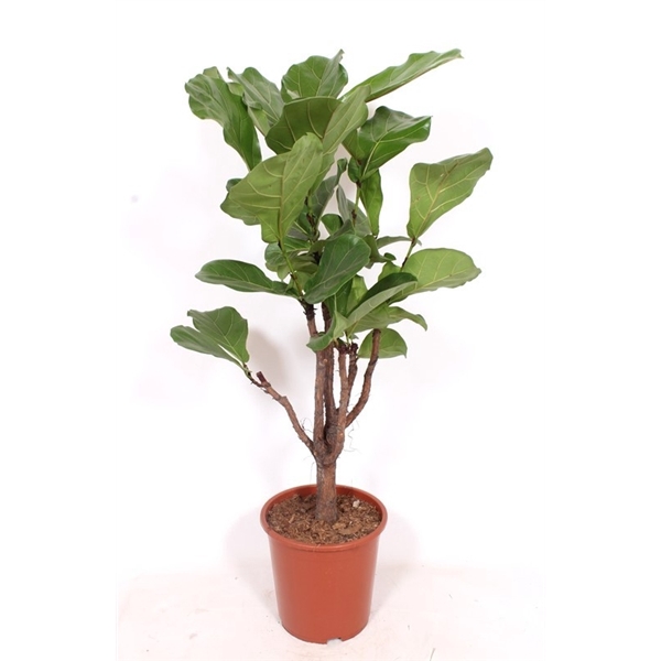 <h4>Ficus lyrata</h4>