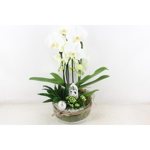 arr2 PL - Bose XL touw phal. wit