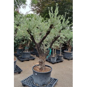 OLEA EUROPAEA