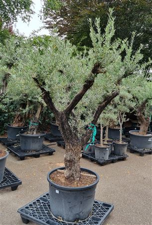 Olea Europaea Op Stam Vertakt P85 H280 Nr6