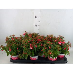 Fuchsia  'Bella Fuchsia Evita'