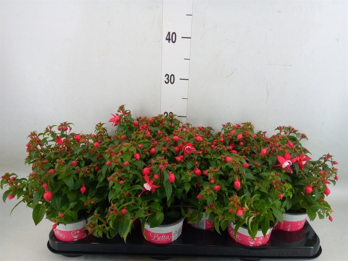 <h4>Fuchsia 'Bella Fuchsia Evita'</h4>