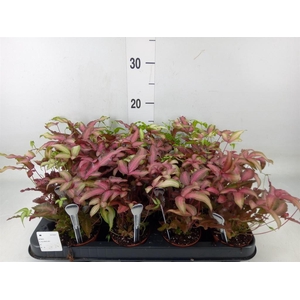 Pteris cretica 'Albolineata'