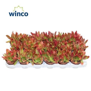 Crassula Capitella Campfire (red)