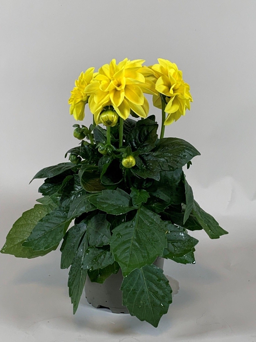 <h4>Dahlietta Geel</h4>