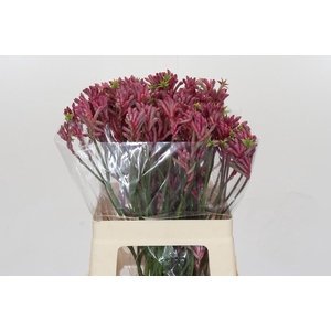 Kangaroo Paw Mini Pearl
