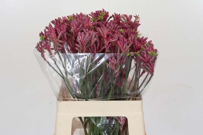 <h4>Anigozanthos Mini Pearl</h4>