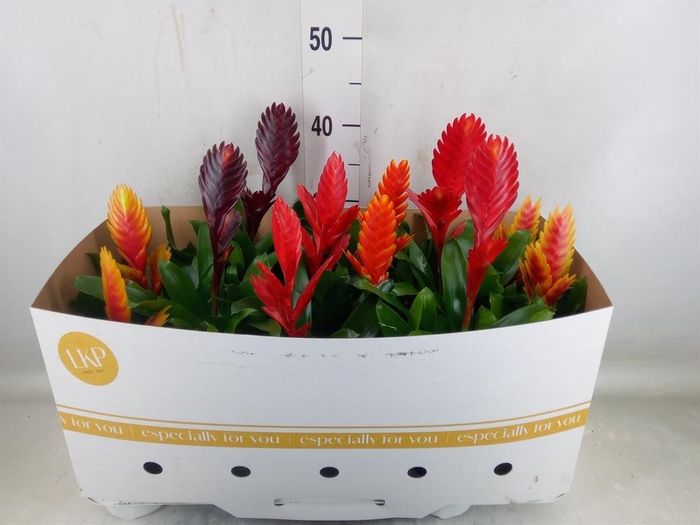 <h4>Vriesea   ...mix</h4>