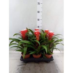Guzmania  'Hope'