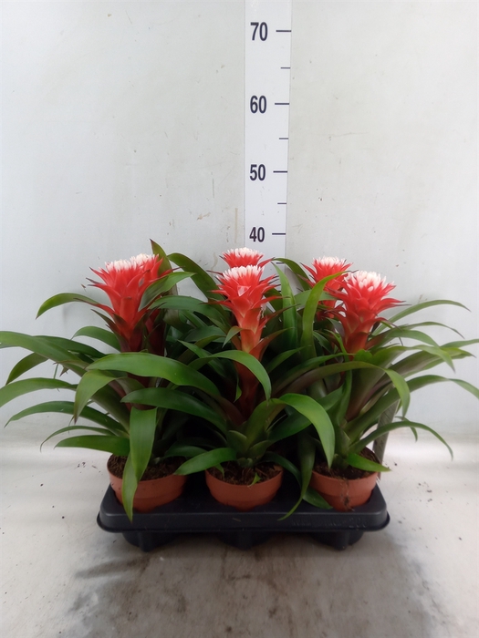 <h4>Guzmania  'Hope'</h4>
