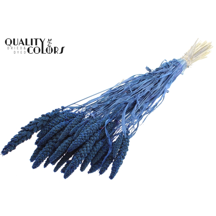 <h4>Gierst per bunch Intense Blue</h4>