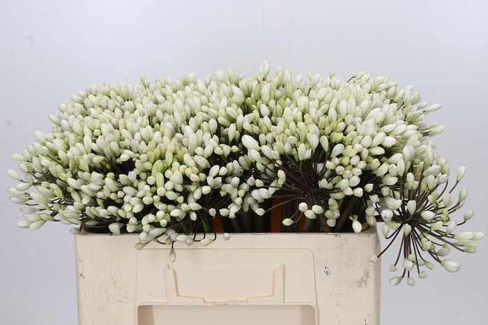 <h4>Agapanthus Barcelona</h4>