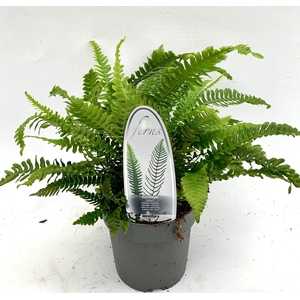 Blechnum spicant
