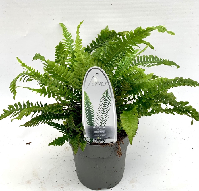 <h4>Blechnum spicant</h4>