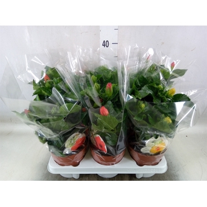 Hibiscus rosa-sin. 'Sunny'  ..mix