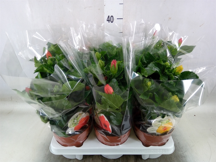 <h4>Hibiscus rosa-sin. 'Sunny'  ..mix</h4>
