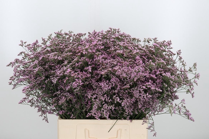 <h4>Lim Saf Oshi Pink</h4>