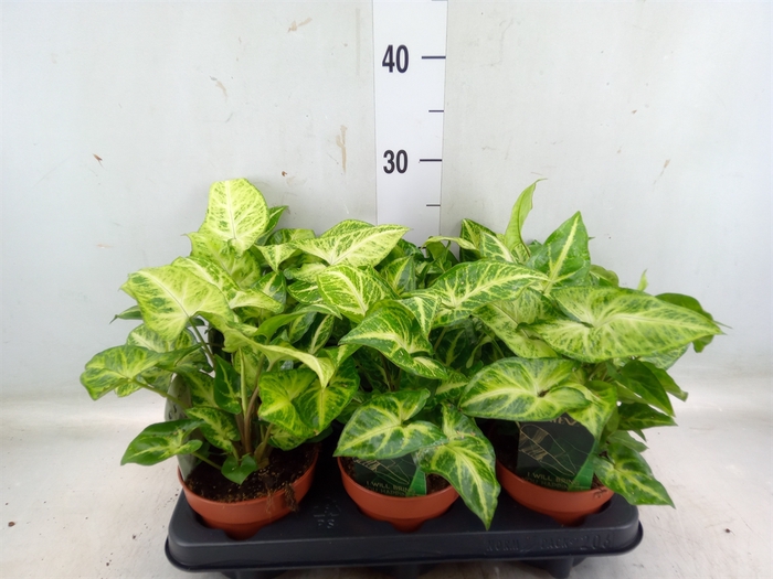 <h4>Syngonium  'Arrow'</h4>