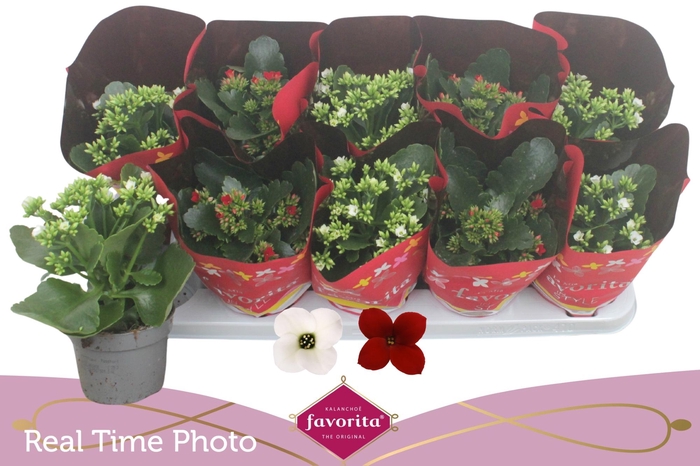 <h4>KAL EN GEM 2 KL</h4>