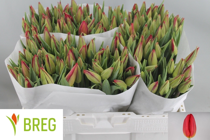 <h4>TU EN STRONG FIRE</h4>