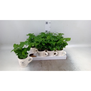 Coffea arabica