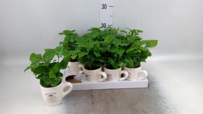 Coffea arabica