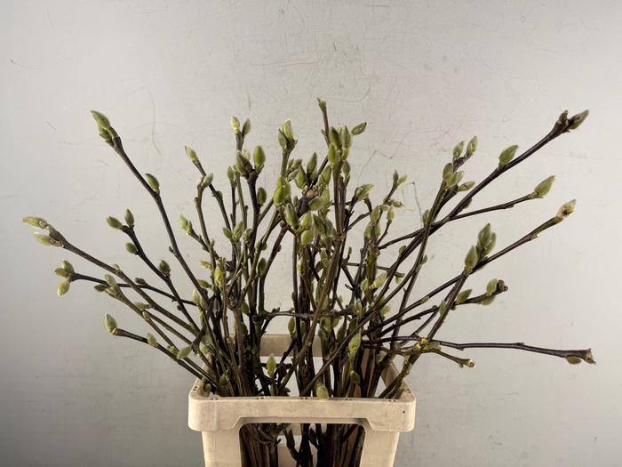 MAGNOLIA SUPERBA 070CM