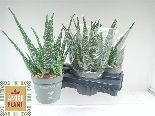 <h4>ALOE VERA</h4>
