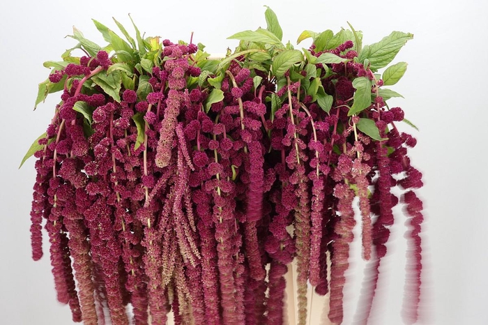 <h4>Amaranthus Caudatus Rosary</h4>