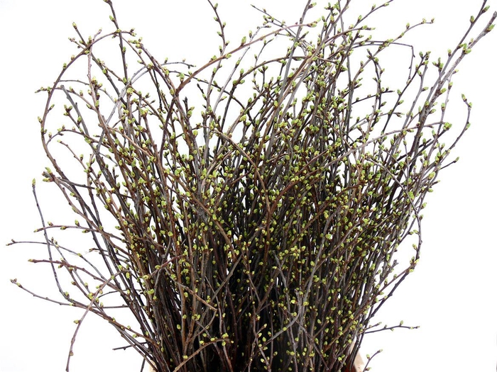 <h4>Kersebloesem</h4>