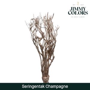 Seringen Tak L65 Champagne