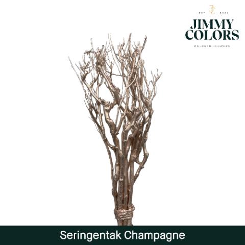 <h4>Seringen Tak L65 Champagne</h4>