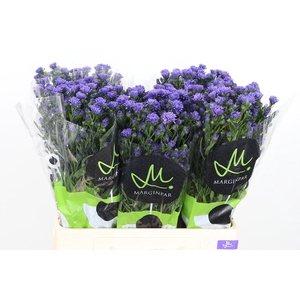 Aster Dark Milka