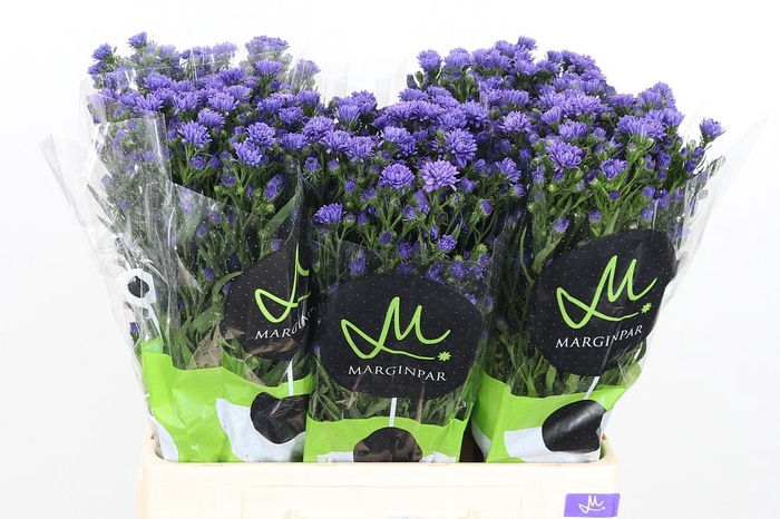 <h4>Aster Dark Milka</h4>