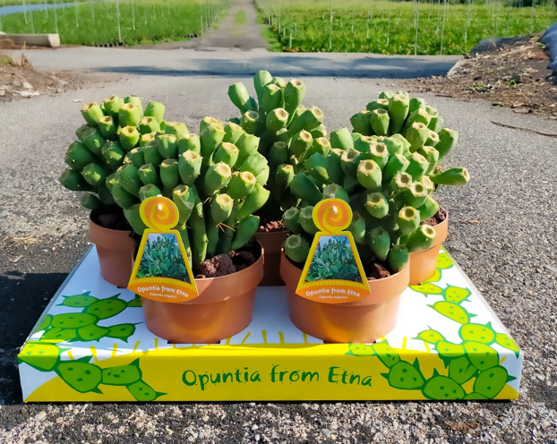 <h4>Opuntia</h4>