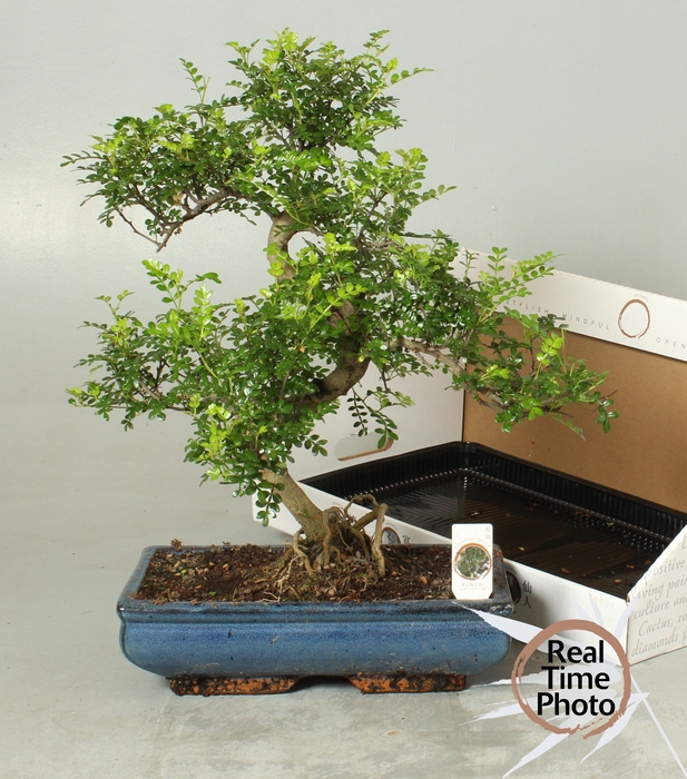 <h4>BONSAI GEM</h4>