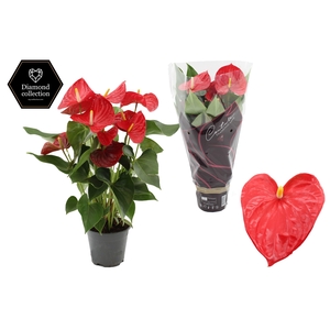 Anthurium 14 cm Casparo in Couture Diamond Line Purple sleeve