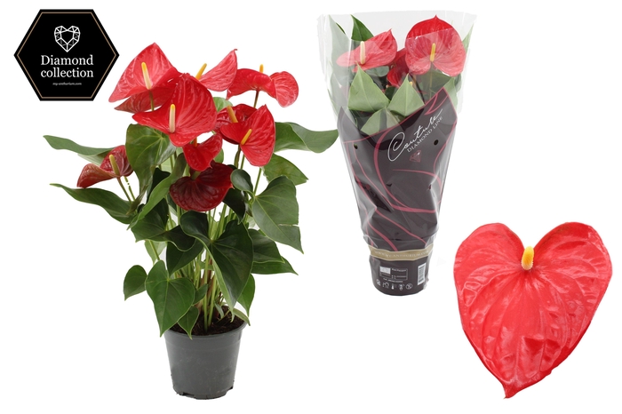 <h4>Anthurium 14 cm Casparo in Couture Diamond Line Purple sleeve</h4>