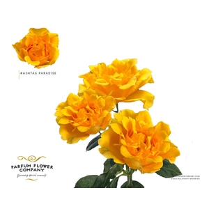 Rosa Spray #Ashtags Paradise