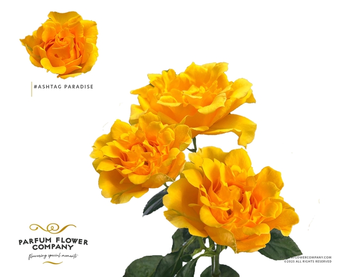 <h4>Rosa Spray #Ashtags Paradise</h4>