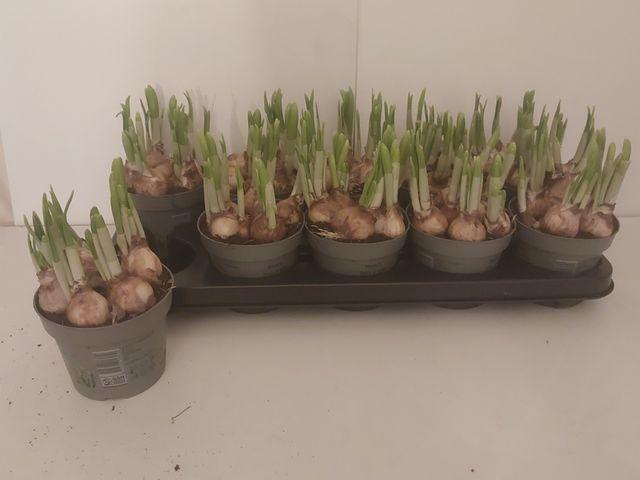 <h4>NARC O TETE A TETE</h4>