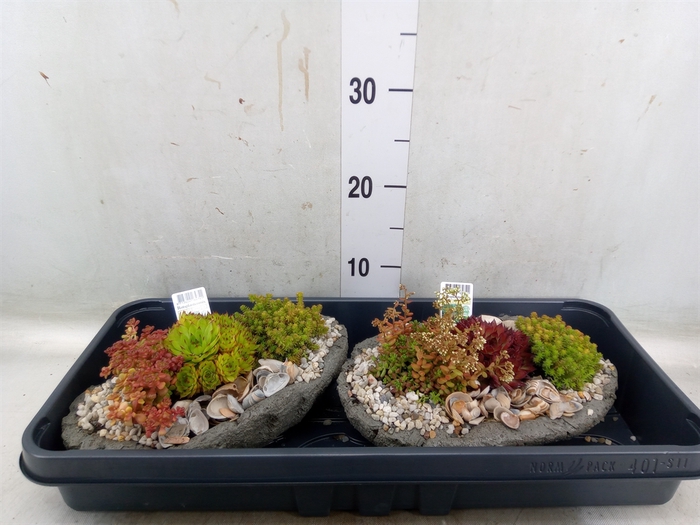 <h4>Arr.   Tuinplanten L%</h4>