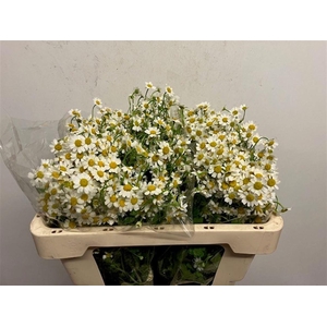 TANA PA SINGLE VEGMO