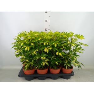 Schefflera arbor. 'Gerda'