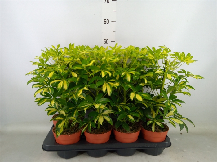<h4>Schefflera arbor. 'Gerda'</h4>