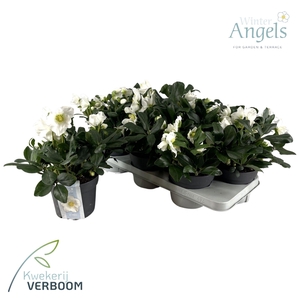 Helleborus Niger p15