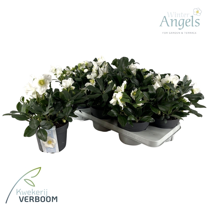 <h4>Helleborus Shining Star p15 XL</h4>
