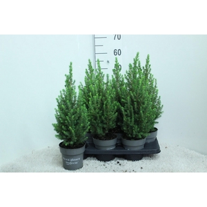 Picea glauca 'Perfecta' P15 potgekweekt