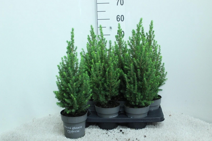 <h4>Picea glauca 'Perfecta' P15 potgekweekt</h4>